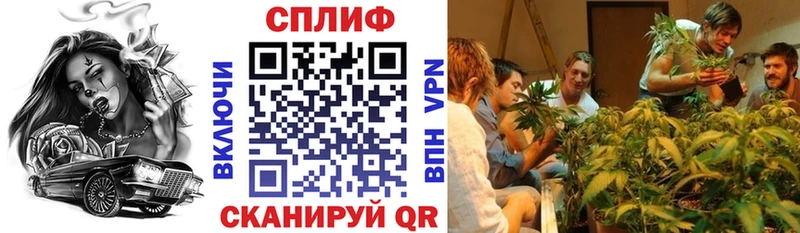 Марихуана гибрид  Балей 